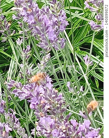 Honeybees flitting about in search of nectar in a lavender field in early summer. Honeybees flitting about in search of nectar in a lavender field in early summer. 140899872