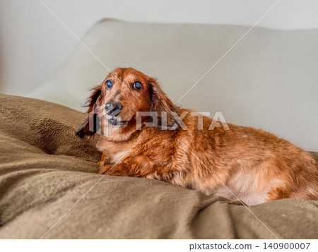 A miniature dachshund relaxing on the sofa 140900007