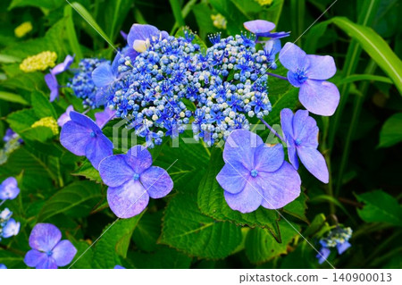 初夏盛開的藍色繡球花 初夏盛開的藍色繡球花 140900013