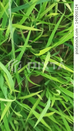 High angle detailed look at lush green growing grass stalks from above 140900124