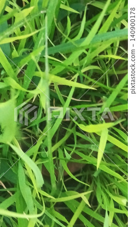 Dense overhead textured background pattern of vibrant green agricultural crops Dense overhead textured background pattern of vibrant green agricultural crops 140900178