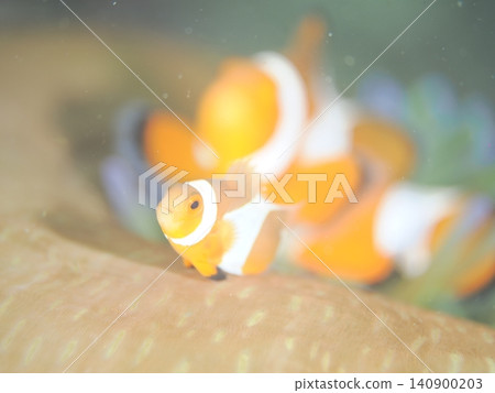 Clownfish Clownfish 140900203