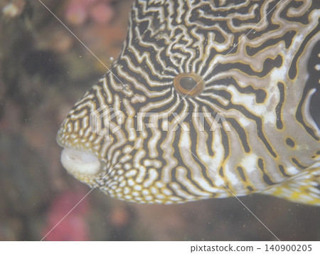 The face of a pufferfish The face of a pufferfish 140900205