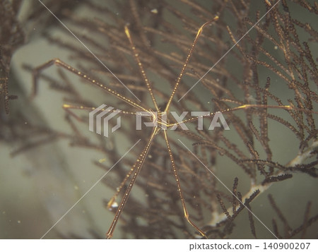 Sea starry shrimp Sea starry shrimp 140900207