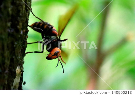 Giant hornets in rural areas Giant hornets in rural areas 140900218