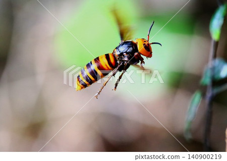 Giant hornets in rural areas Giant hornets in rural areas 140900219