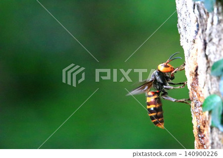 Giant hornets in rural areas Giant hornets in rural areas 140900226