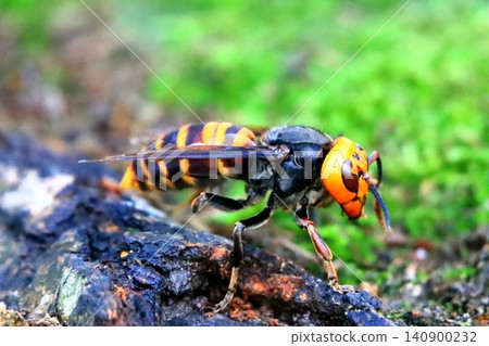 Giant hornets in rural areas 140900232
