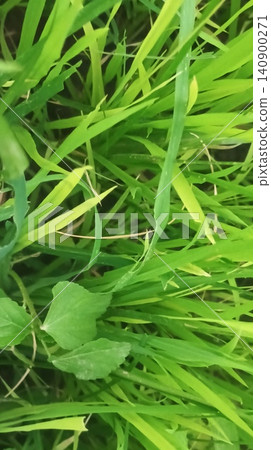 Detailed overhead structure of healthy green rice grass growing in rows Detailed overhead structure of healthy green rice grass growing in rows 140900271
