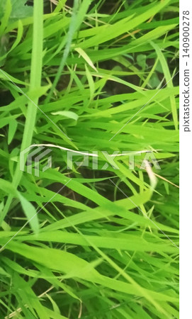 Natural texture background of young rice crops from a top-down perspective 140900278
