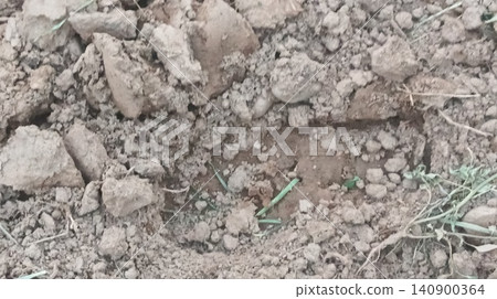 High angle view of dry cloddy agricultural soil with scattered wild green weeds High angle view of dry cloddy agricultural soil with scattered wild green weeds 140900364