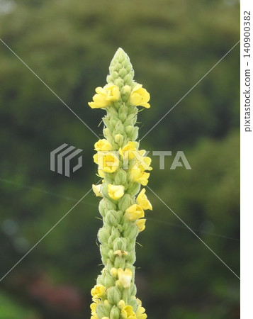"Mullein" flowers, whose leaves and flowers are said to have medicinal properties "Mullein" flowers, whose leaves and flowers are said to have medicinal properties 140900382