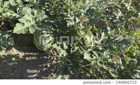 watermelon plants growing in a lush outdoor garden with vibrant green leaves and rich brown soil, creating a serene natural setting from a ground-level perspective. watermelon plants growing in a lush outdoor garden with vibrant green leaves and rich brown soil, creating a serene natural setting from a ground-level perspective. 140900723