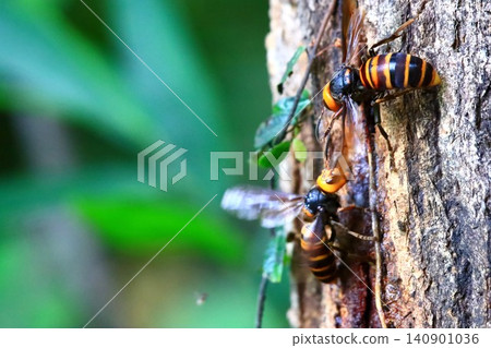 Fight over sap sources Fight over sap sources 140901036