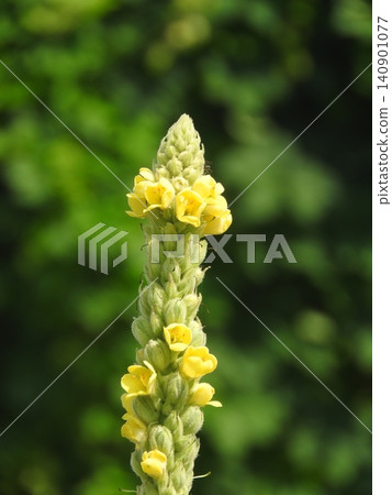 "Mullein" flowers, whose leaves and flowers are said to have medicinal properties "Mullein" flowers, whose leaves and flowers are said to have medicinal properties 140901077