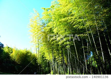 Bamboo grove in Expo Commemoration Park 140901136