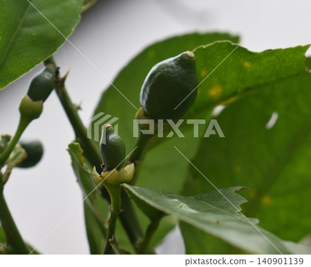 檸檬開花後,檸檬結果,小檸檬,檸檬種植 檸檬開花後,檸檬結果,小檸檬,檸檬種植 140901139
