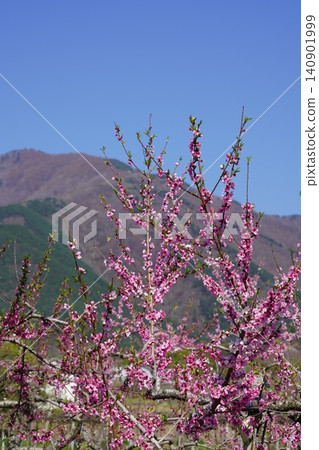 請欣賞長野縣埴科郡榊町山區盛開的山櫻。這是從上平市的防火瞭望塔拍攝的景色。 請欣賞長野縣埴科郡榊町山區盛開的山櫻。這是從上平市的防火瞭望塔拍攝的景色。 140901999