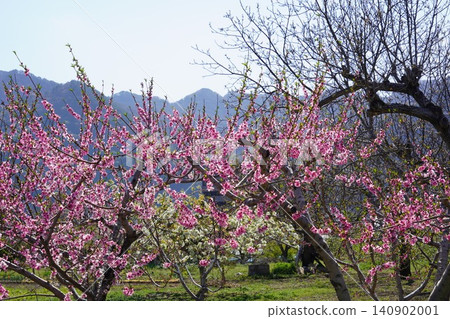 請欣賞長野縣埴科郡榊町山區盛開的山櫻。這是從上平市的防火瞭望塔拍攝的景色。 請欣賞長野縣埴科郡榊町山區盛開的山櫻。這是從上平市的防火瞭望塔拍攝的景色。 140902001