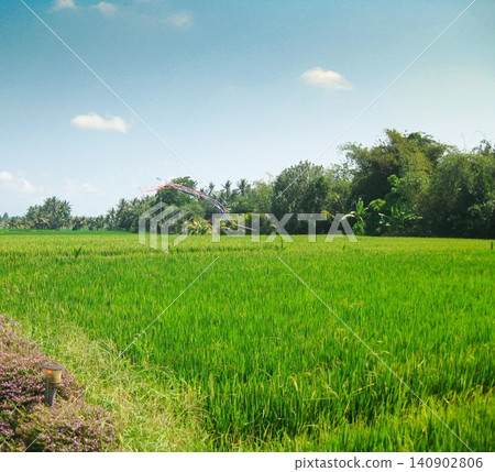 A view of lush green rice fields in a village on the island of Bali, Indonesia. A view of lush green rice fields in a village on the island of Bali, Indonesia. 140902806