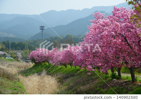 The Yoko cherry tree-lined street in Tanushimaru 140902880
