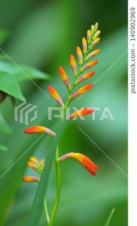 The buds of Crocosmia, which bloom during the rainy season, against a vibrant green bokeh background. The buds of Crocosmia, which bloom during the rainy season, against a vibrant green bokeh background. 140902969