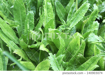 Fresh Green Culantro Leaves Long Coriander Garden Fresh Green Culantro Leaves Long Coriander Garden 140903074