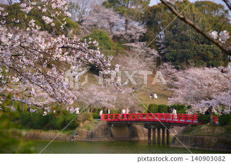 Cherry tree of Amagi Park Cherry tree of Amagi Park 140903082