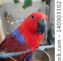 A Great-billed Parrot that looks like it wants to play. 140903102