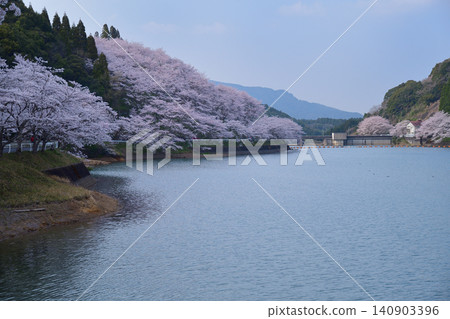 Cherry blossoms at the garden tree dam Cherry blossoms at the garden tree dam 140903396