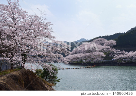 在庭院樹水壩的櫻花 在庭院樹水壩的櫻花 140903436