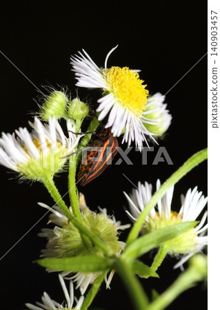 Close-up of a red-striped stink bug perched on a fleabane flower. 140903457