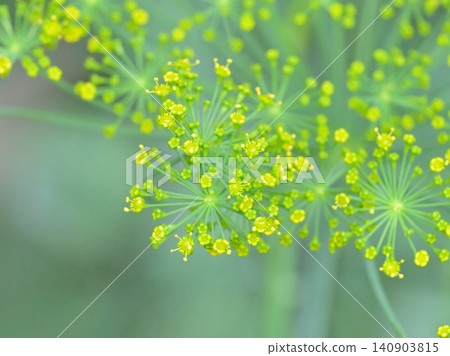 Dill flowers: Fragrant herb flowers blooming in a herb garden against a soft green background. Dill flowers: Fragrant herb flowers blooming in a herb garden against a soft green background. 140903815