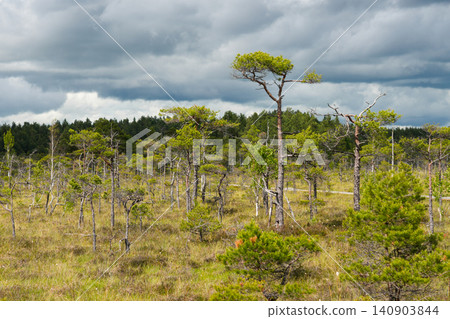 Ancient Bog Pine Trees in Dunika Swamp Beneath Dramatic Storm Clouds in Latvia Wetland Landscape Ancient Bog Pine Trees in Dunika Swamp Beneath Dramatic Storm Clouds in Latvia Wetland Landscape 140903844