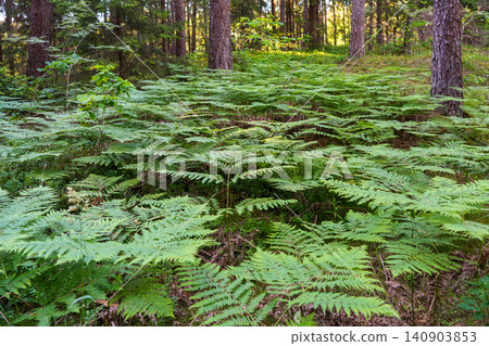 Lush Green Ferns Covering the Forest Floor in Peaceful Latvian Pine Woodland During Summer Season Lush Green Ferns Covering the Forest Floor in Peaceful Latvian Pine Woodland During Summer Season 140903853
