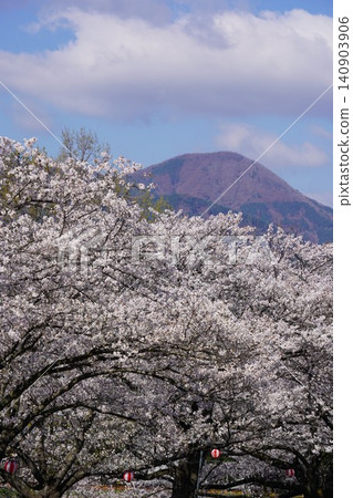 The cherry blossom trees along the Mido River are in full bloom in Nakanojo, Sakaki-machi, Hanishina-gun, Nagano Prefecture. The cherry blossom trees along the Mido River are in full bloom in Nakanojo, Sakaki-machi, Hanishina-gun, Nagano Prefecture. 140903906