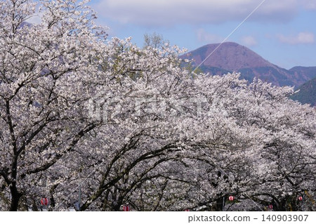 The cherry blossom trees along the Mido River are in full bloom in Nakanojo, Sakaki-machi, Hanishina-gun, Nagano Prefecture. 140903907
