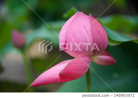 Lotus of Kikouji Lotus of Kikouji 140903972