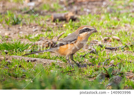 A shrike walking on the ground A shrike walking on the ground 140903996