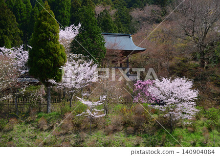 Cherry blossoms at Nomiyama Kannonji Temple 140904084