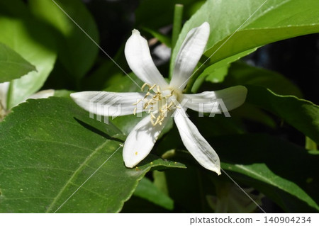 未完全盛開的檸檬花 未完全盛開的檸檬花 140904234