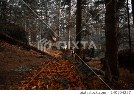 Autumnal park landscape with fallen leaves and bare trees on brown hills 140904257