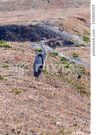 A grey heron stands on the bank of a retention pond, stalking its prey. 140904305