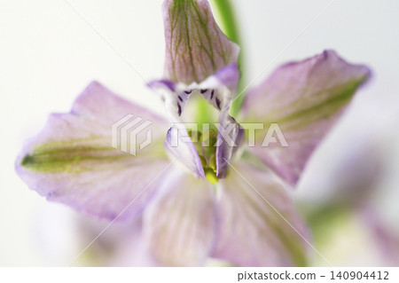 淡粉色翠雀花的特寫照片 淡粉色翠雀花的特寫照片 140904412