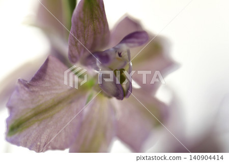 淡粉色翠雀花的特寫照片 淡粉色翠雀花的特寫照片 140904414