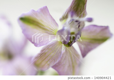Close-up photo of pale pink larkspur Close-up photo of pale pink larkspur 140904421
