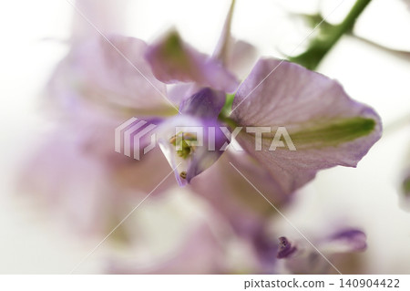 淡粉色翠雀花的特寫照片 140904422