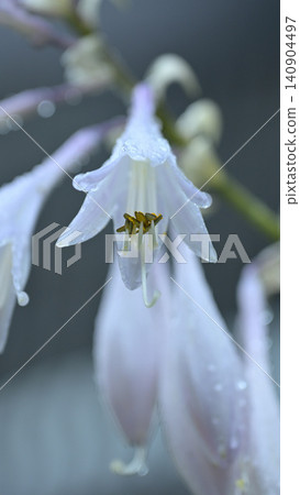 A close-up of a lovely summer wildflower, a hosta flower glistening with raindrops. A close-up of a lovely summer wildflower, a hosta flower glistening with raindrops. 140904497