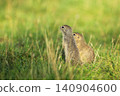 European ground squirrel standing in the grass. Spermophilus citellus Wildlife scene from nature. Ground squirrel on meadow. Czech republic 140904600