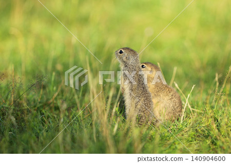 European ground squirrel standing in the grass. Spermophilus citellus Wildlife scene from nature. Ground squirrel on meadow. Czech republic European ground squirrel standing in the grass. Spermophilus citellus Wildlife scene from nature. Ground squirrel on meadow. Czech republic 140904600